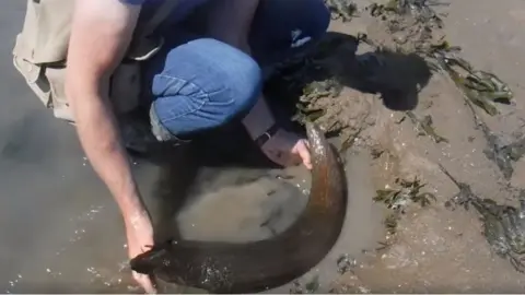 Black Rock Lave Rock Heritage Fishery Aurochs horn