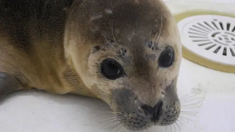 Sea Life Centre Seal