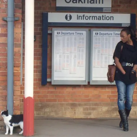 Jonathan Calder A cat at Oakham station