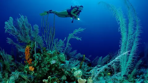 Getty Images Coral