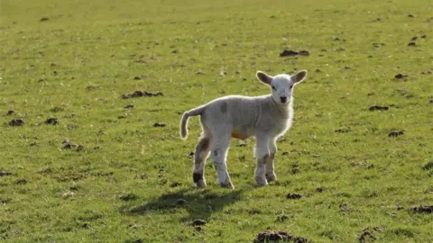 BBC Lamb from Lambing Live