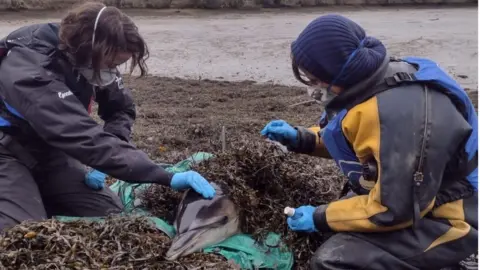 British Divers Marine Life Rescue A photo of the dolphin