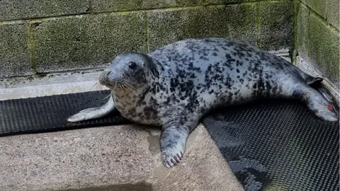 Rame Wildlife Rescue Network The seal at RSPCA West Hatch