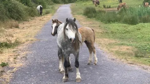 Cardneddau mountain ponies