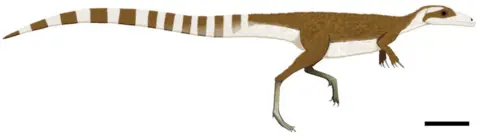 Fiann Smithwick Sinosauropteryx