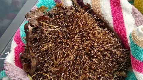 Injured hedgehog