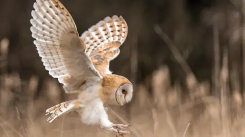 Getty Images Barn owl
