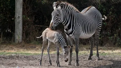 West Midland Safari Park Zebras