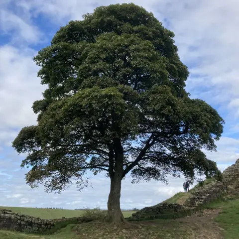 James Cross Sycamore gap