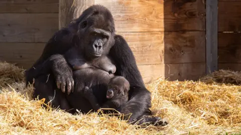 Bristol Zoo Gardens Baby gorilla Juni and his mother Touni