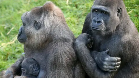 Belfast Zoo The baby gorilla is the second child that mother Kamili and father Gugas have had together