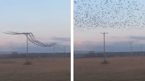 birds on cables