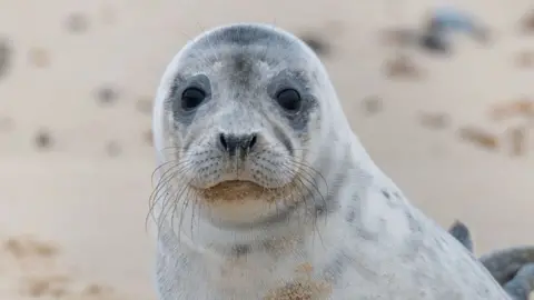 Grey seal