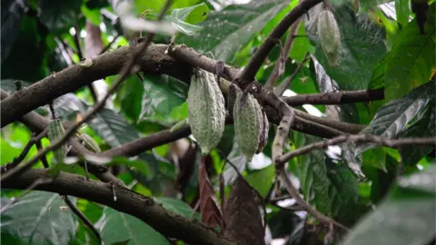 Getty Images Cacao pods growing on a tree in Indonesia