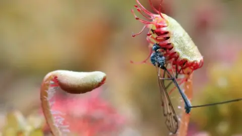 Vicky Nall Round-leaved sundew with prey