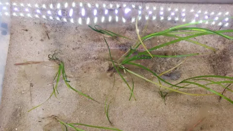 Tees Rivers Trust Seagrass nursery