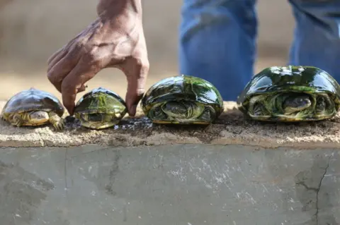 Getty Images Turtles are seen at Al Bageir Wildlife Park which is home to many animal species such as lions, monkeys, snakes, ostrich in Khartoum, on 17 June 2022.