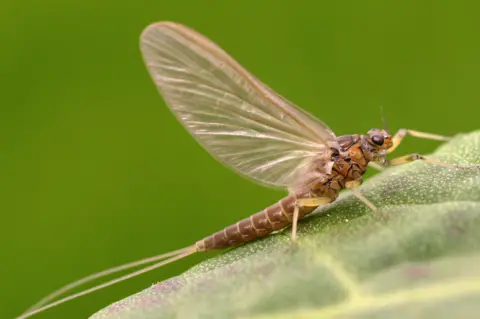 River Thames Scheme Mayfly