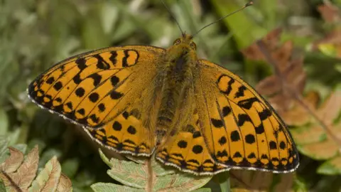 Chris Root A high brown fritillary butterfly