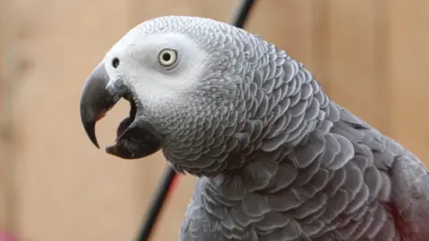 Getty Images The African grey parrot is endangered due to habitat loss and wildlife trade