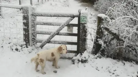 BBC Weather Watchers/Megan Dog in snow in Cambridge