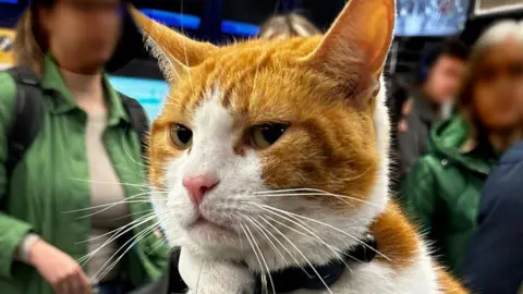 Katie Grant Nala the cat