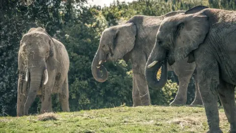 The Aspinall Foundation The elephants at Howletts