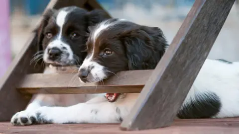 Getty Images puppies