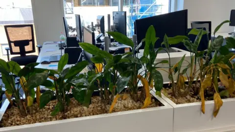 LDRS Dying plants at the council's HQ