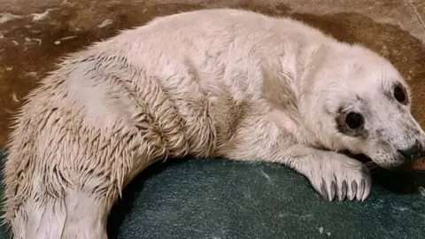 RSPCA Seal pup