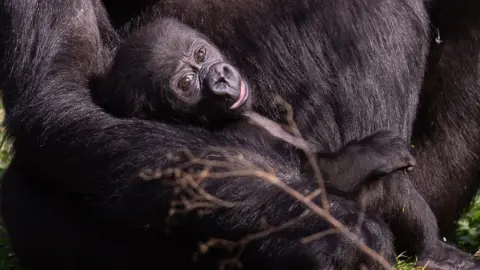 Bristol Zoo Gardens Baby gorilla Juni being cradled