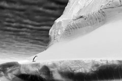 Renato Granieri / Bird Photographer of the Year Penguin