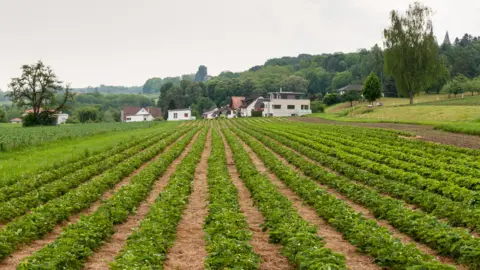 JoachimKohlerBremen/Wikimedia Commons Strawberry field, Germany