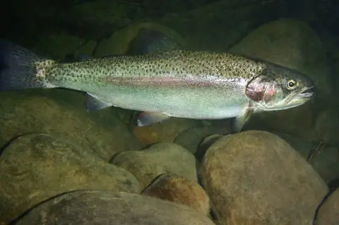 Getty Images Rainbow Trout