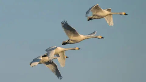 Hans-Joachim Augst Bewick's swans