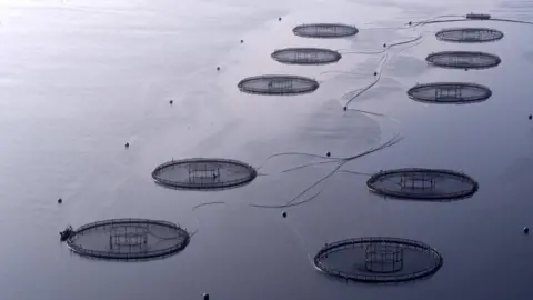 BBC fish farm - loch fyne