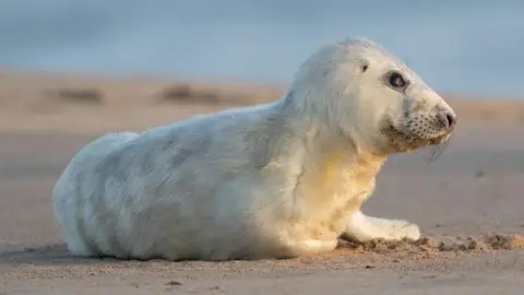 Joe Giddens/PA Wire Grey seal pup