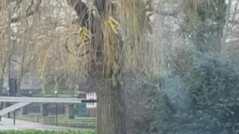 Bike stuck in a tree