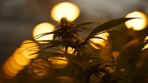 Getty Images Cannabis grows under lights in the greenhouses at Canna Culture, on July 26, 2021 in Chickasha, Oklahoma