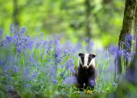  Nature TTL / Dave Hudson A baby badger walking through bluebells in a wood