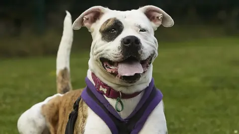 Living Portraits/Jerry Green Dog Rescue Lily the dog