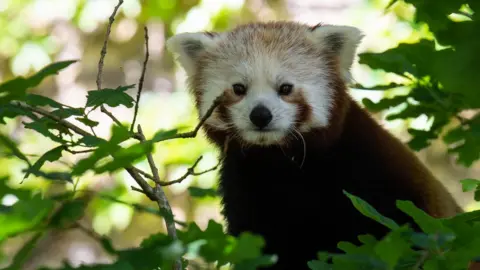 Bristol Zoo A red panda at the zoo