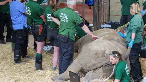 Whipsnade Zoo Rhino's dental check up at Whipsnade Zoo