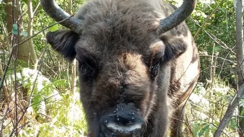 Kent Wildlife Trust Bison at Blean