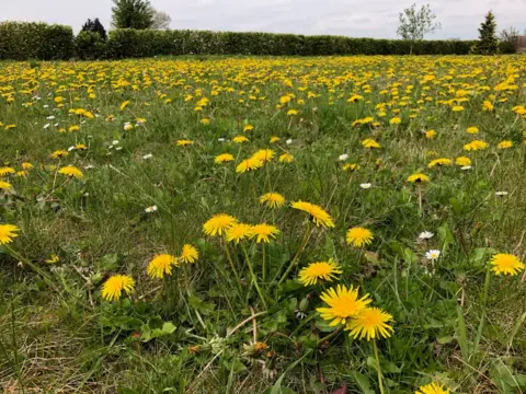 Tom Jennings A lawn filled with dandelions