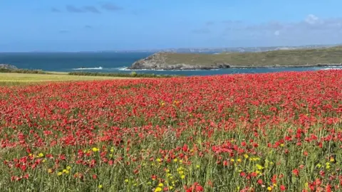 The poppy field at West Pentire