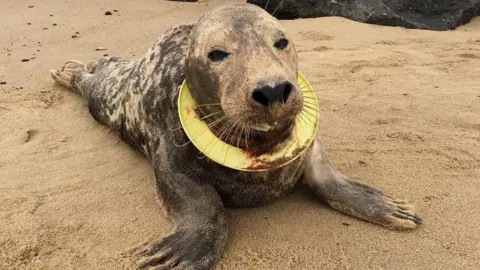 Friends of Horsey Seals Seal with frisbee toy around neck