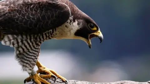 Reuters A peregrine falcon