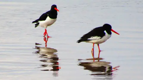 Jayne Neal Oystercatchers on the beach at Llanfairfechan, Conwy