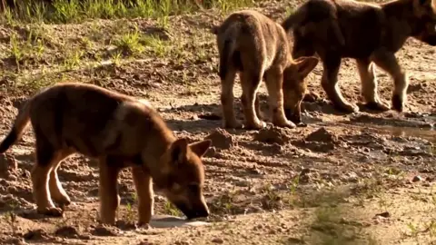 University of Copenhagen Wolf cubs in Jutland, Denmark, 2018